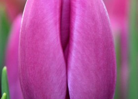 Tulipa Ozon ® (3)